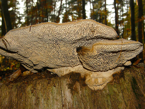 Oak mazegill - Daedalea quercina Meerdaalbos, Belgium. Belgium,Daedalea quercina,Fall,Geotagged,Oak mazegill