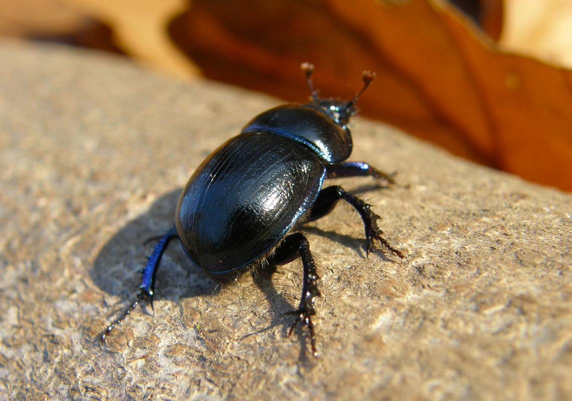 Anoplotrupes/Geotrupes stercorosus Meerdaalbos, Belgium.<br />
 Anoplotrupes stercorosus,Belgium,Fall,Geotagged