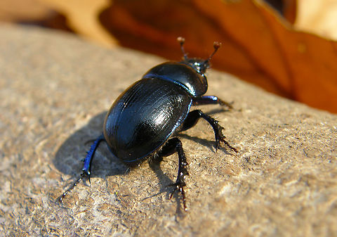 Anoplotrupes/Geotrupes stercorosus Meerdaalbos, Belgium.
 Anoplotrupes stercorosus,Belgium,Fall,Geotagged