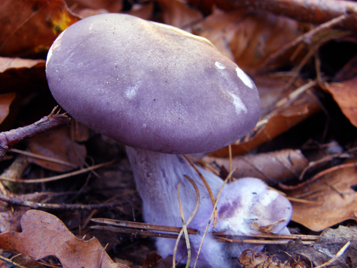 Wood blewit - Lepista nuda Meerdaalbos, Belgium.     Belgium,Fall,Geotagged,Lepista nuda,Wood blewit