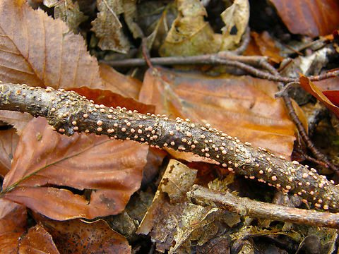 Coral Spot - Nectria cinnabarina Meerdaalbos, Belgium. Belgium,Coral Spot,Fall,Geotagged,Nectria cinnabarina