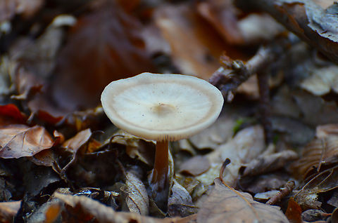 Buttery Collybia - Rhodocollybia butyracea (top view) Meerdaalbos, Belgium. Belgium,Buttery Collybia,Fall,Geotagged,Rhodocollybia butyracea