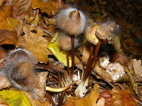 Bonnet mould - Spinellus fusiger Meerdaalbos, Belgium. Belgium,Bonnet mould,Fall,Geotagged,Spinellus fusiger
