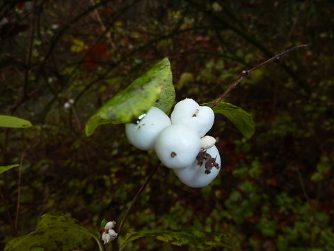 Common snowberry - Symphoricarpos albus Meerdaalbos, Belgium. Belgium,Common snowberry,Fall,Geotagged,Symphoricarpos albus