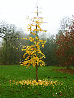 Ginkgo biloba Kasteelpark Arenberg, Heverlee, Belgium (cultivated). Belgium,Fall,Geotagged,Ginkgo biloba