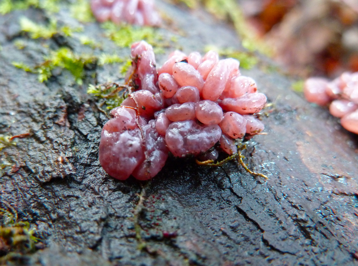 Jelly Drops - Ascocoryne sarcoides Meerdaalbos, Belgium. Ascocoryne sarcoides,Belgium,Fall,Geotagged,Jelly Drops
