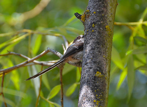 Aegithalos caudatus River Tormes, Salamanca (Spain). Aegithalos caudatus,Geotagged,Long-tailed tit,Spain,Summer