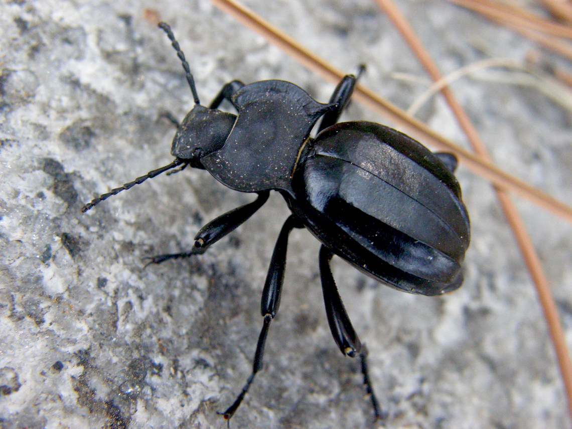 Akis genei River Tormes, Salamanca (Spain). <br />
I will add species later.<br />
<a href="https://www.biodiversidadvirtual.org/insectarium/Akis-genei-Solier-1836-img530630.html" rel="nofollow">https://www.biodiversidadvirtual.org/insectarium/Akis-genei-Solier-1836-img530630.html</a> Akis genei,Akis genei Beetle,Geotagged,Spain,Summer