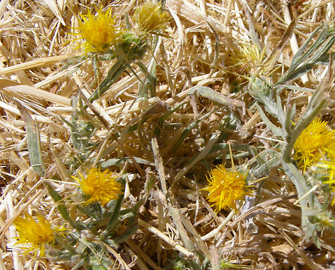 Yellow star-thistle - Centaurea solstitialis River Tormes, Salamanca (Spain).  Centaurea solstitialis,Geotagged,Spain,Summer,Yellow star-thistle