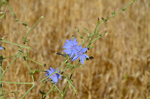 Common Chicory - Cichorium intybus River Tormes, Salamanca (Spain).  Cichorium intybus,Common Chicory,Geotagged,Spain,Summer