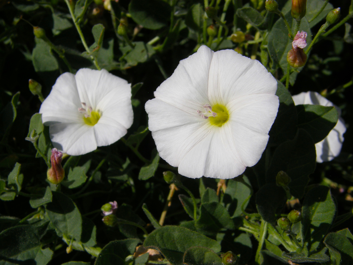 Field Bindweed - Convolvulus arvensis River Tormes, Salamanca (Spain).  Convolvulus arvensis,Field Bindweed,Geotagged,Spain,Summer