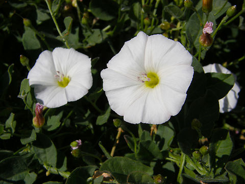 Field Bindweed - Convolvulus arvensis River Tormes, Salamanca (Spain).  Convolvulus arvensis,Field Bindweed,Geotagged,Spain,Summer