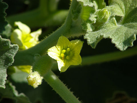 Squirting cucumber - Ecballium ellaterium River Tormes, Salamanca (Spain).  Ecballium elaterium,Geotagged,Spain,Squirting cucumber,Summer