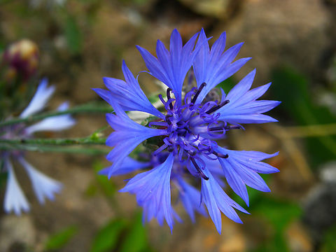 'Centaurea cyanus/Cyanus segetum River Tormes, Salamanca (Spain).         Centaurea cyanus,Geotagged,Spain,Summer