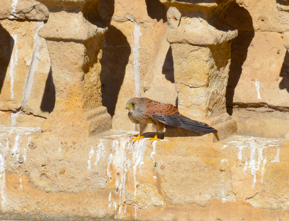 Lesser Kestrel - Falco naumanni Salamanca, Spain. Falco naumanni,Geotagged,Lesser Kestrel,Spain,Summer