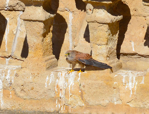 Lesser Kestrel - Falco naumanni Salamanca, Spain. Falco naumanni,Geotagged,Lesser Kestrel,Spain,Summer