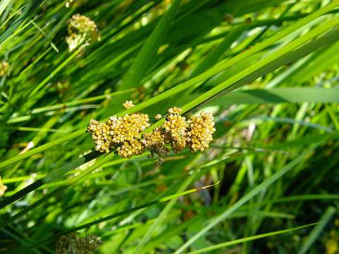 Compact Rush - Juncus conglomeratus River Tormes, Salamanca (Spain).  Compact Rush,Geotagged,Juncus conglomeratus,Spain,Summer