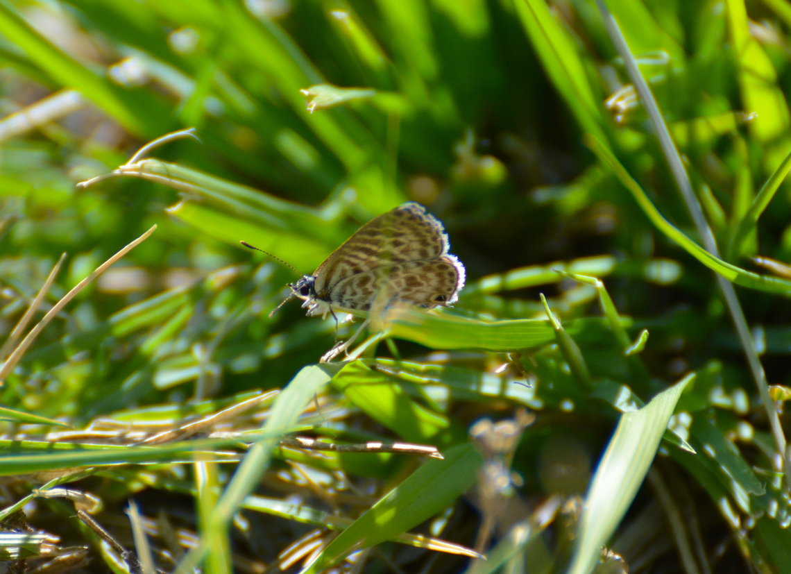 Lang's short-tailed blue - Leptotes pirithous River Tormes, Salamanca (Spain).  Geotagged,Leptotes pirithous,Leptotes_pirithous,Spain,Summer