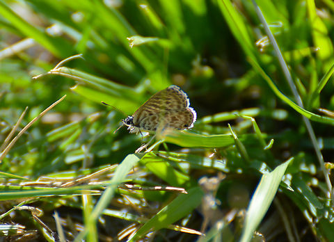 Lang's short-tailed blue - Leptotes pirithous River Tormes, Salamanca (Spain).  Geotagged,Leptotes pirithous,Leptotes_pirithous,Spain,Summer