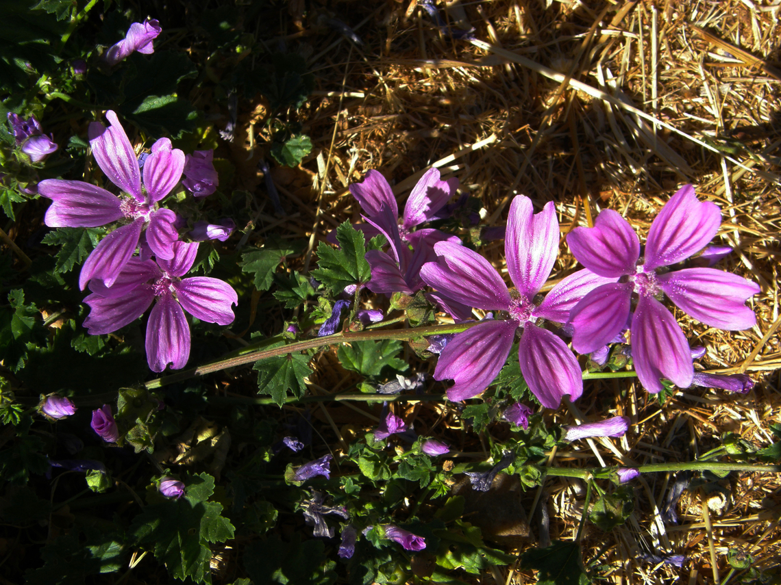 Common Mallow - Malva sylvestris River Tormes, Salamanca (Spain).  Common Mallow,Geotagged,Malva sylvestris,Spain,Summer