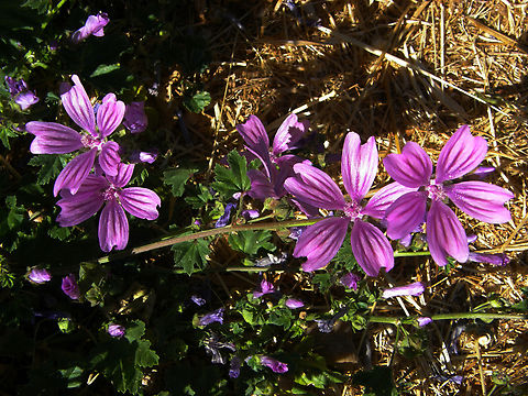 Common Mallow - Malva sylvestris River Tormes, Salamanca (Spain).  Common Mallow,Geotagged,Malva sylvestris,Spain,Summer