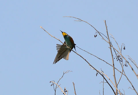 European bee-eater - Merops apiaster River Tormes, Salamanca (Spain).  European bee-eater,Geotagged,Merops apiaster,Spain,Summer