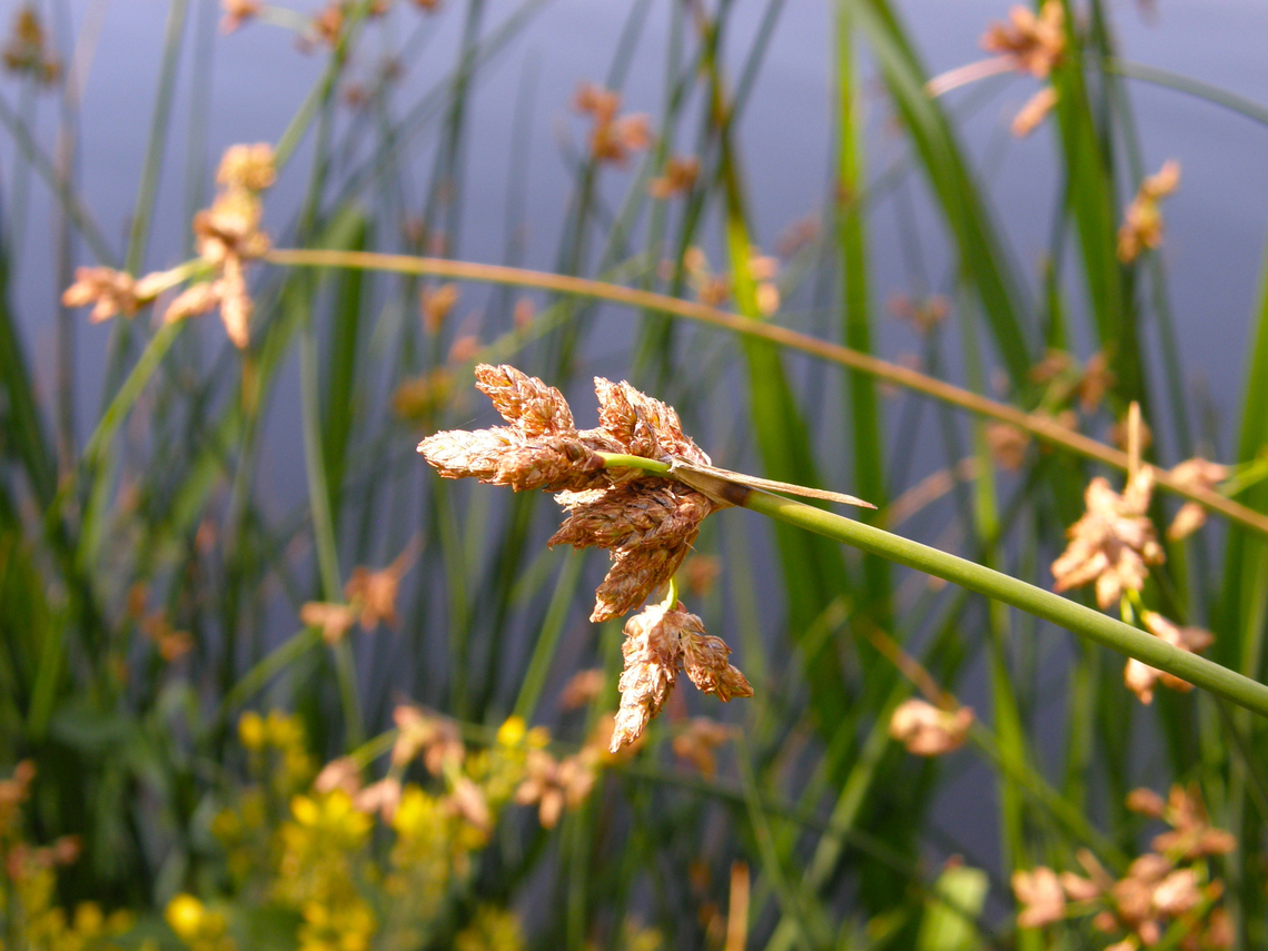 lakeshore bulrush - Schoenoplectus lacustris River Tormes, Salamanca (Spain).  Geotagged,Schoenoplectus lacustris,Spain,Summer