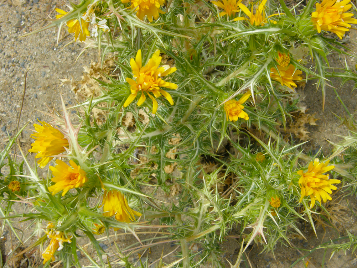 Spanish oyster thistle - Scolymus hispanicus River Tormes, Salamanca (Spain).  Geotagged,Scolymus hispanicus,Scolymus_hispanicus,Spain,Summer