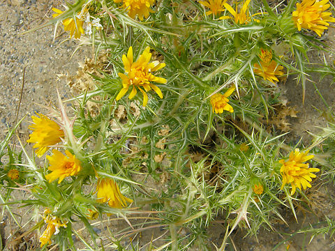 Spanish oyster thistle - Scolymus hispanicus River Tormes, Salamanca (Spain).  Geotagged,Scolymus hispanicus,Scolymus_hispanicus,Spain,Summer