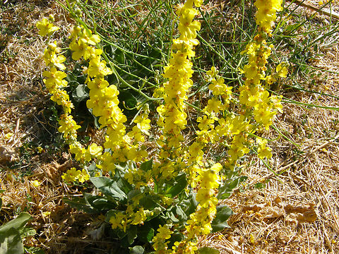 Hoary mullein - Verbascum pulverulentum River Tormes, Salamanca (Spain).  Geotagged,Spain,Summer,Verbascum pulverulentum