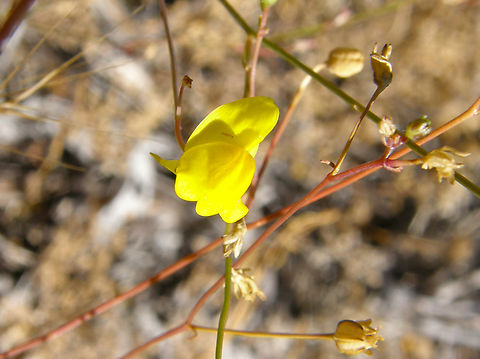 Linaria spartea Near Sierra de Gredos, Avila, Spain. Geotagged,Linaria spartea,Spain,Summer