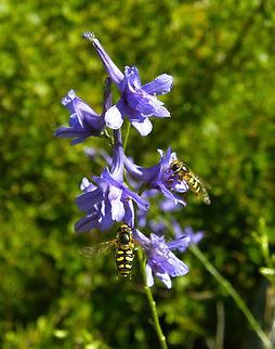 Black-tailed Aphideater - Eupeodes luniger Near Sierra de Gredos, Avila, Spain.  Black-tailed Aphideater,Eupeodes luniger,Geotagged,Spain,Summer