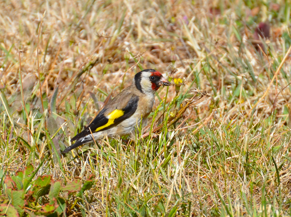 European goldfinch - Carduelis carduelis Barco de Avila, Avila, Spain.  Carduelis carduelis,European goldfinch,Geotagged,Spain,Summer