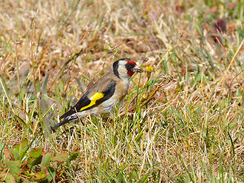 European goldfinch - Carduelis carduelis Barco de Avila, Avila, Spain.  Carduelis carduelis,European goldfinch,Geotagged,Spain,Summer