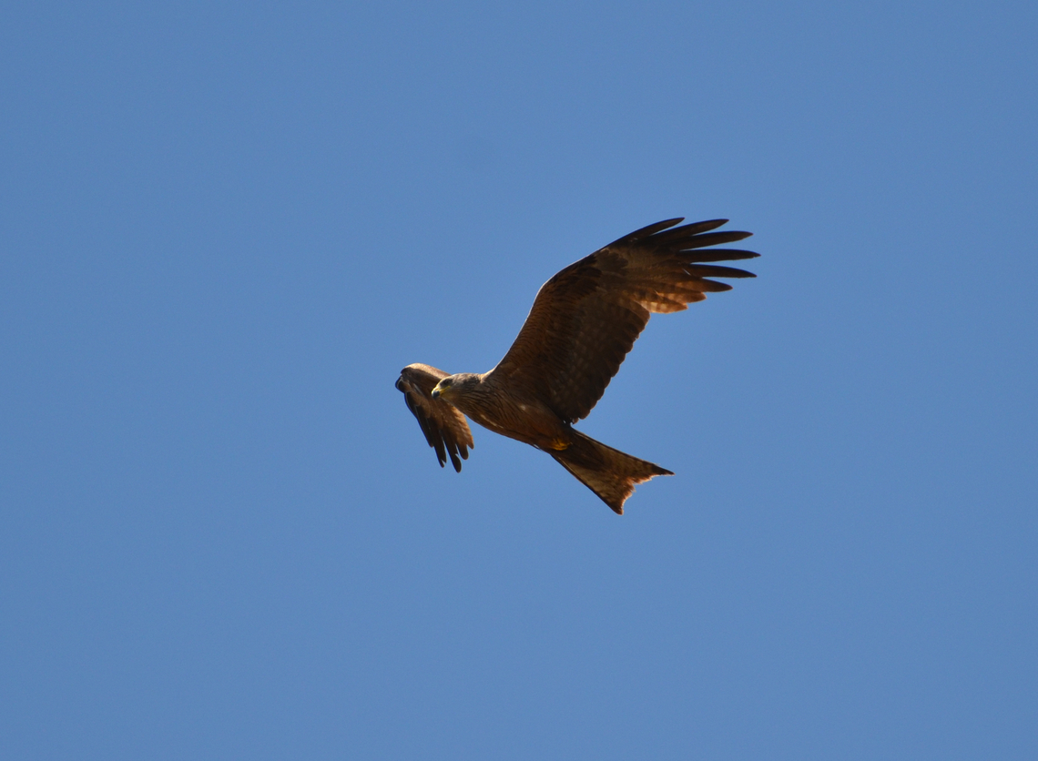 Red kite - Milvus milvus Barco de Avila, Avila, Spain. Geotagged,Milvus milvus,Red kite,Spain,Summer
