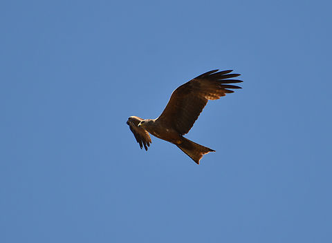 Red kite - Milvus milvus Barco de Avila, Avila, Spain. Geotagged,Milvus milvus,Red kite,Spain,Summer