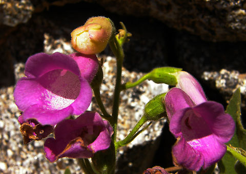 Digitalis thapsi Barco de Avila, Avila, Spain.       Digitalis thapsi,Geotagged,Spain,Summer