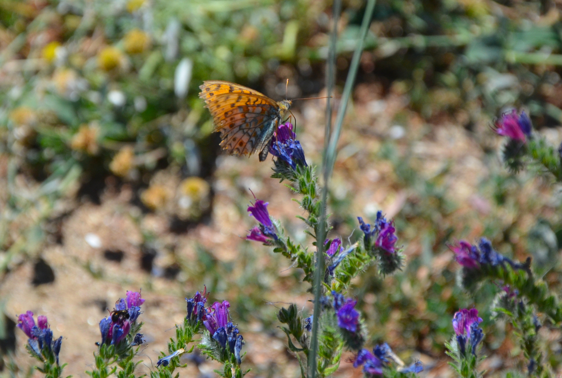 Niobe fritillary Barco de Avila, Avila, Spain. Fabriciana niobe,Geotagged,Niobe fritillary,Spain,Summer