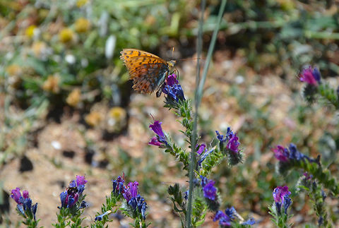 Niobe fritillary Barco de Avila, Avila, Spain. Fabriciana niobe,Geotagged,Niobe fritillary,Spain,Summer