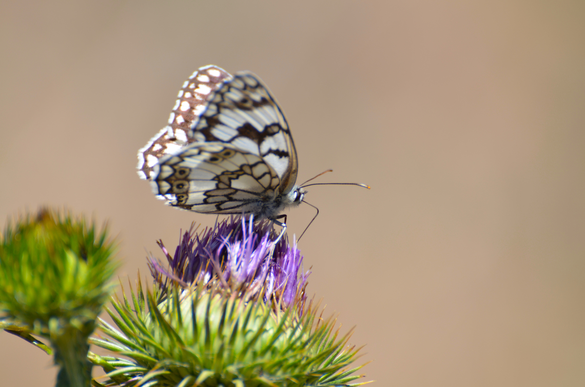 Esper's marbled white - Melanargia russiae Barco de Avila, Avila, Spain.  Esper's marbled white,Geotagged,Melanargia russiae,Spain,Summer