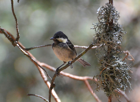 Coal tit - Periparus ater Barco de Avila, Avila, Spain.  Coal tit,Geotagged,Periparus ater,Spain,Summer