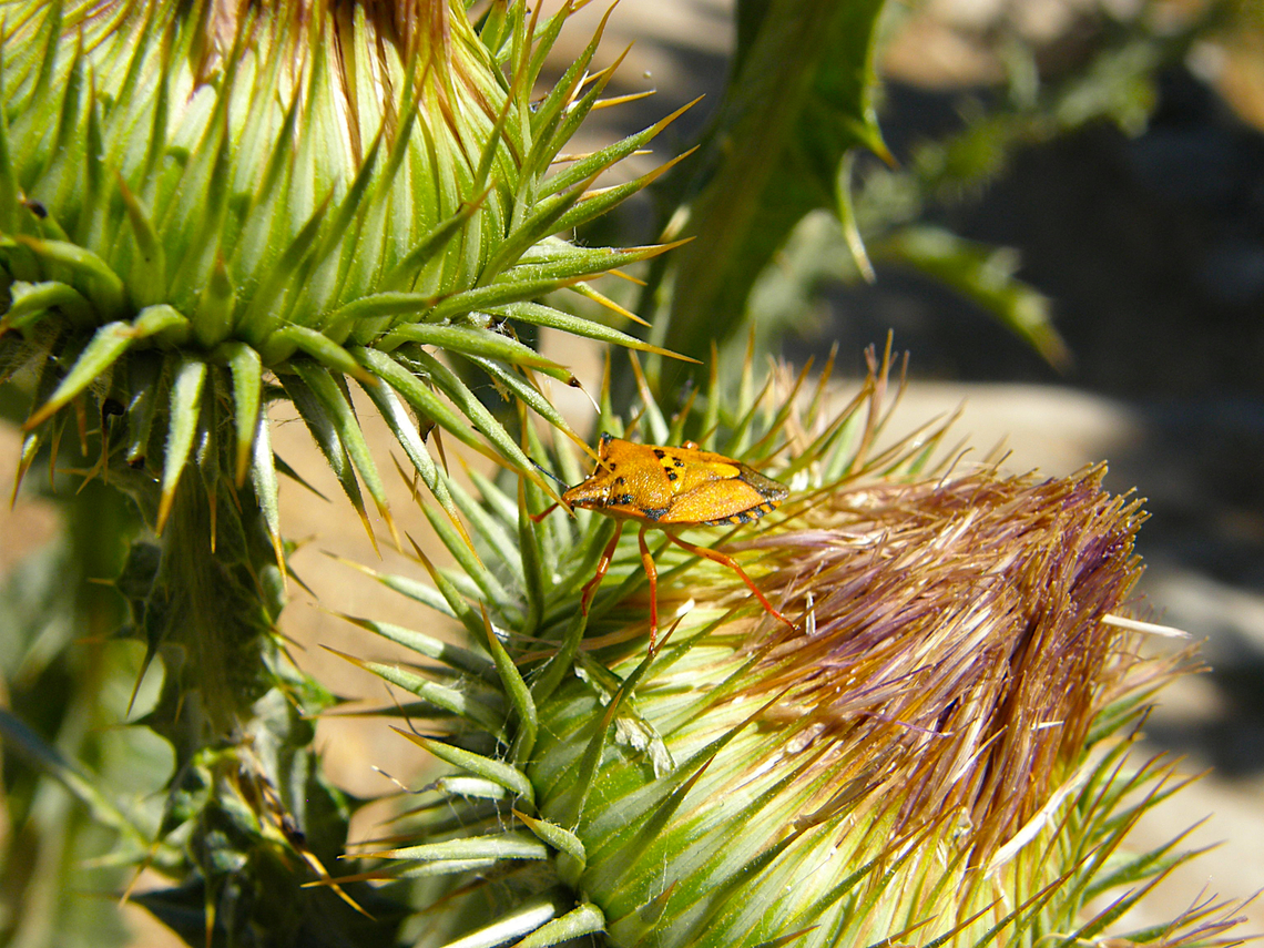 Carpocoris fuscispinus Ermita del Parador de Gredos, Avila, Spain.  Carpocoris fuscispinus,Geotagged,Spain,Summer