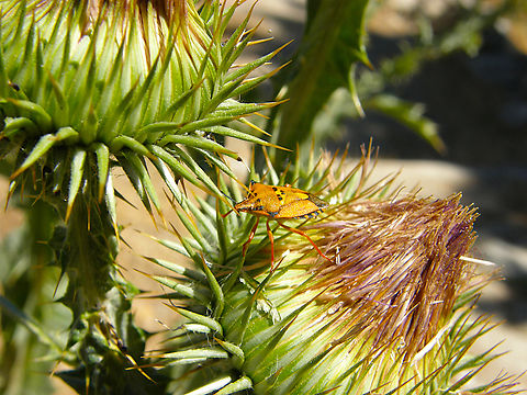 Carpocoris fuscispinus Ermita del Parador de Gredos, Avila, Spain.  Carpocoris fuscispinus,Geotagged,Spain,Summer
