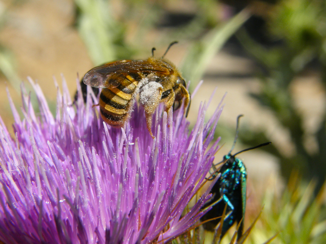 Great banded furrow-bee - Halictus scabiosae Ermita del Parador de Gredos, Navarredonda de Gredos, Avila, Spain. Geotagged,Halictus scabiosae,Spain,Summer