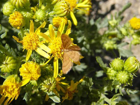 Bright wave - Idaea ochrata Ermita del Parador de Gredos, Navarredonda de Gredos, Avila, Spain. Bright wave,Geotagged,Idaea ochrata,Spain,Summer