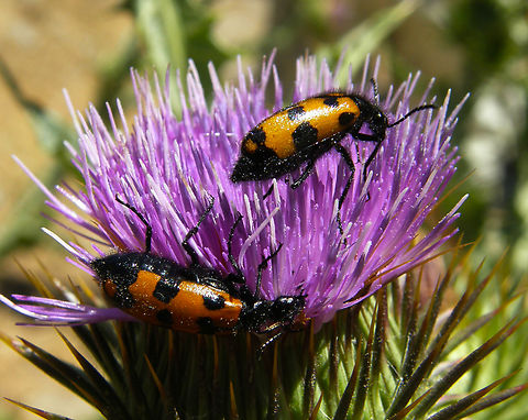Mylabris quadripunctata Ermita del Parador de Gredos, Navarredonda de Gredos, Avila, Spain.        Geotagged,Mylabris quadripunctata,Spain,Summer