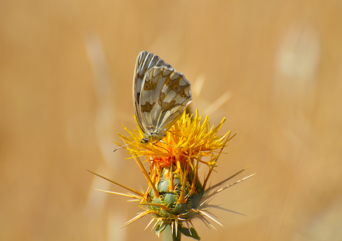 Iberian marbled white - Melanargia lachesis Near Sierra de Gredos, Avila, Spain.  Geotagged,Iberian marbled white,Melanargia lachesis,Spain,Summer