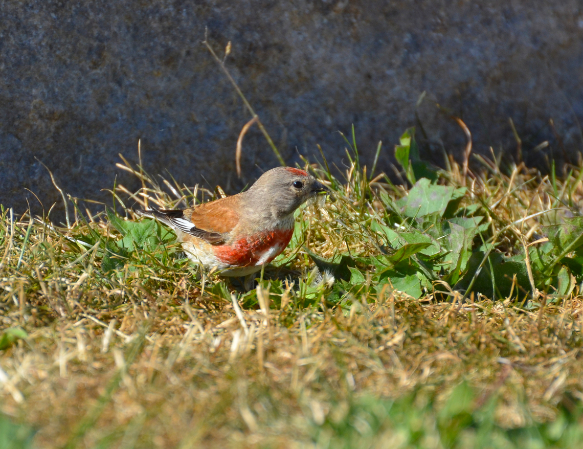 Common Linnet - Linaria cannabina &Aacute;vila, Spain. Common Linnet,Geotagged,Linaria cannabina,Spain,Summer