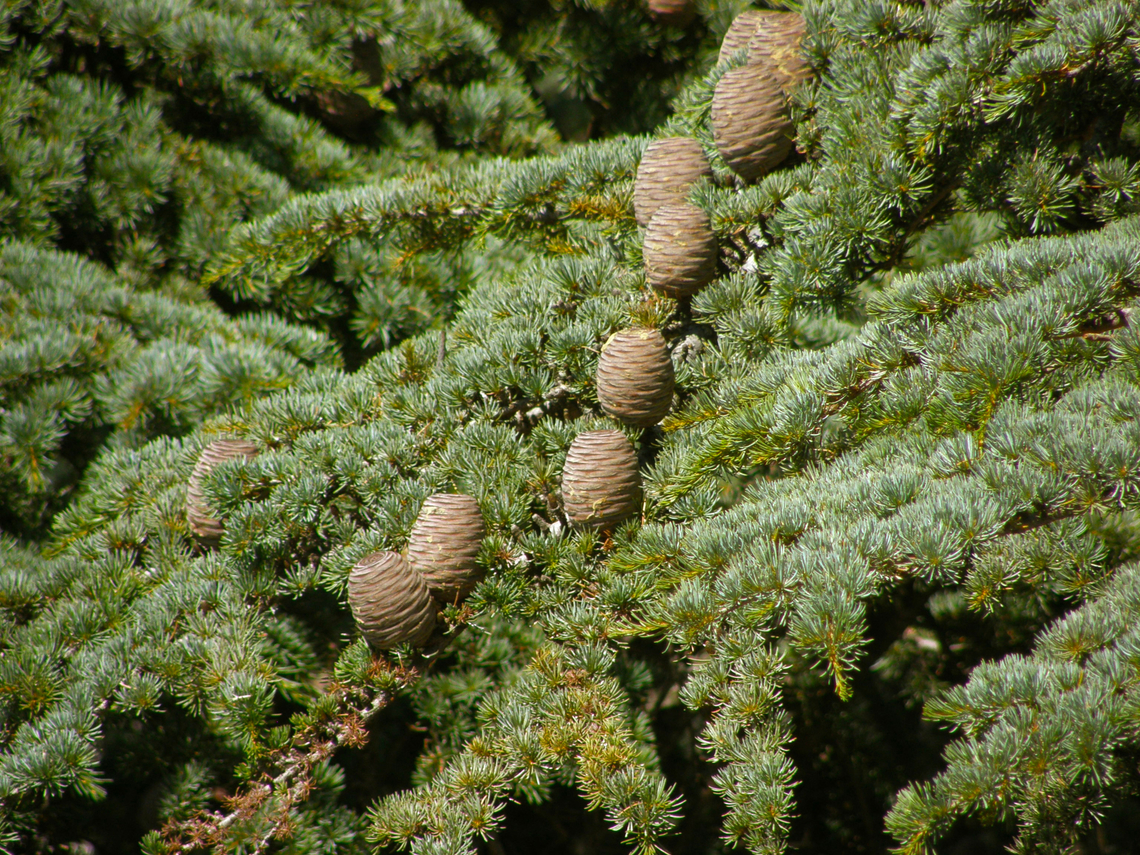 Atlas Cedar - Cedrus atlantica &Aacute;vila, Spain.  Atlas Cedar,Cedrus atlantica,Geotagged,Spain,Summer