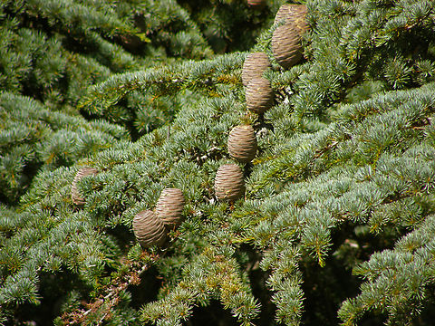 Atlas Cedar - Cedrus atlantica Ávila, Spain.  Atlas Cedar,Cedrus atlantica,Geotagged,Spain,Summer
